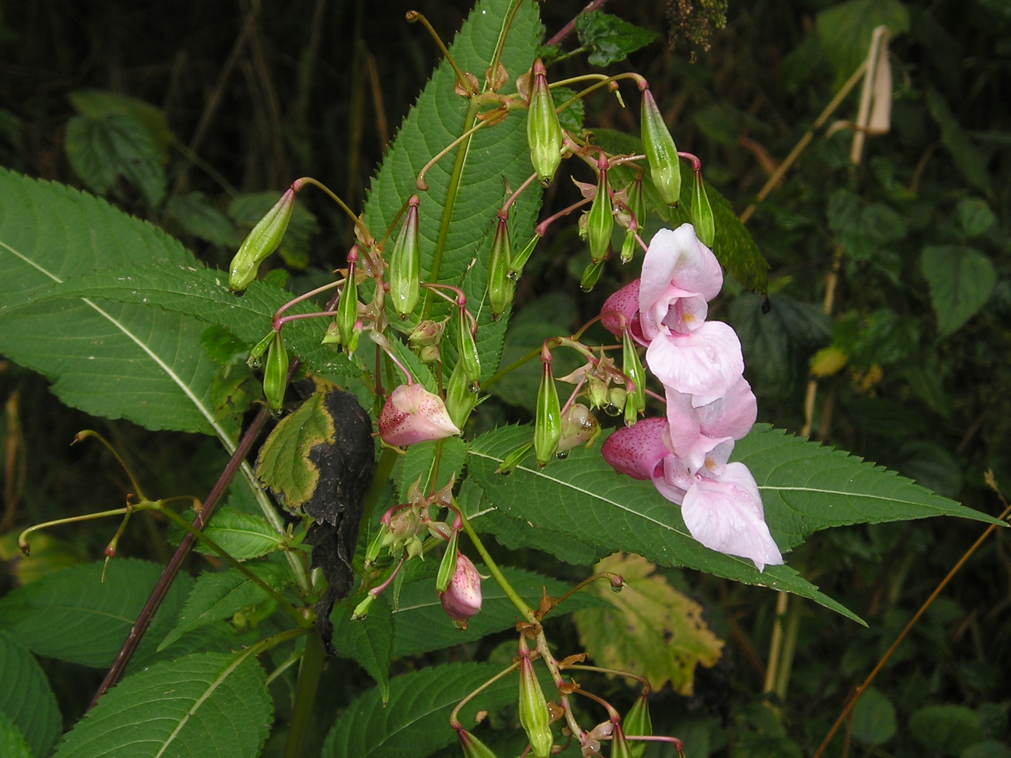 Impatiens flowers and seeds