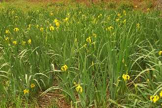 yellow flag iris infestation