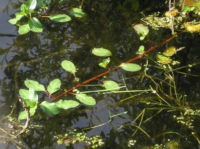 Floating primrose-willow (Ludwigia peploides) - click for  larger image
