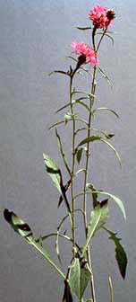 brown knapweed plant