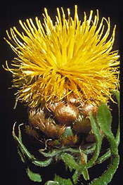 bighead knapweed flower