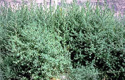 kochia plant