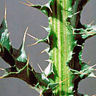 musk thistle stem