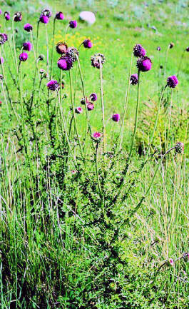 musk thistle plant