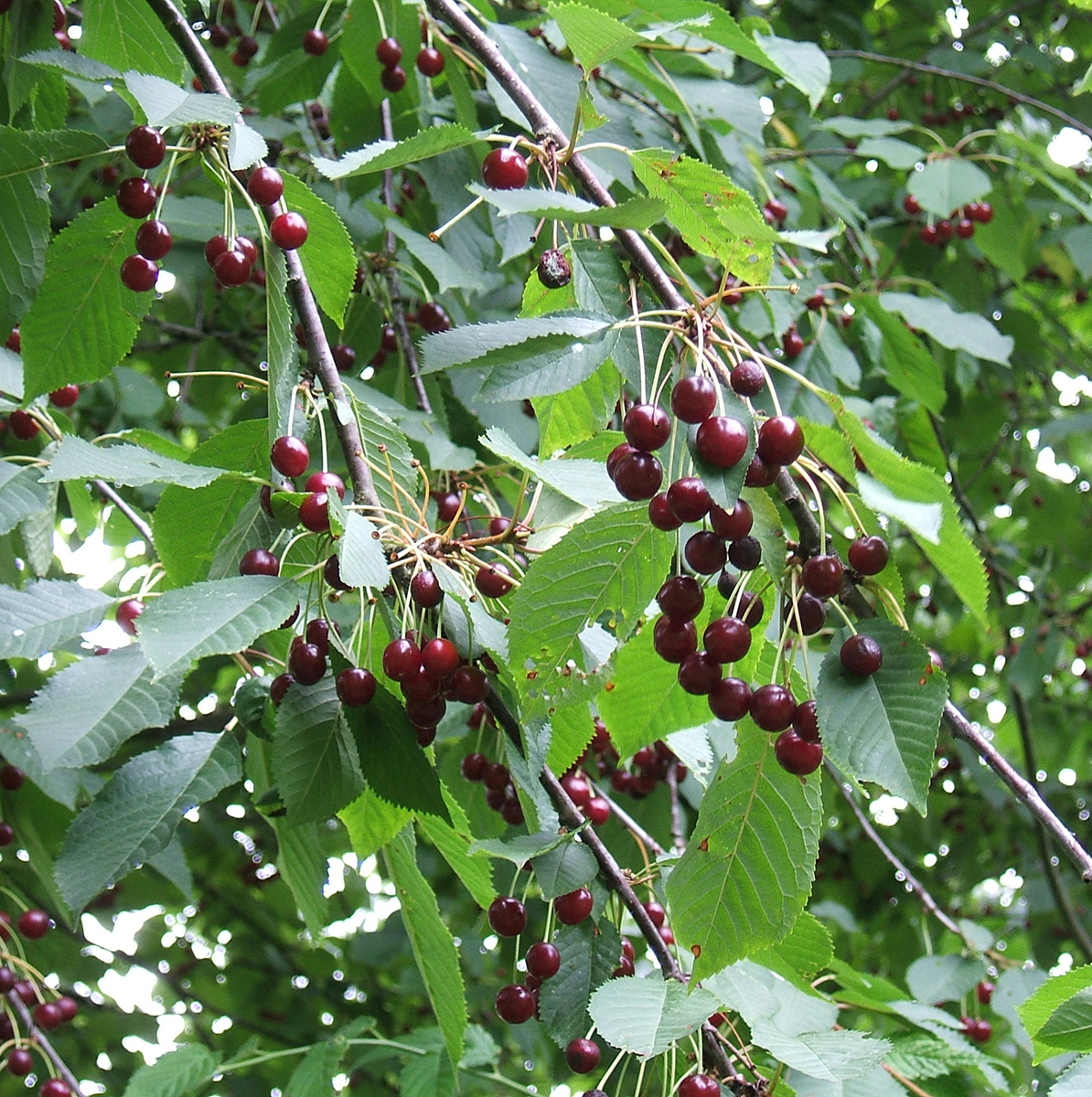 Prunus_avium_fruit-CC4_0-NoSource