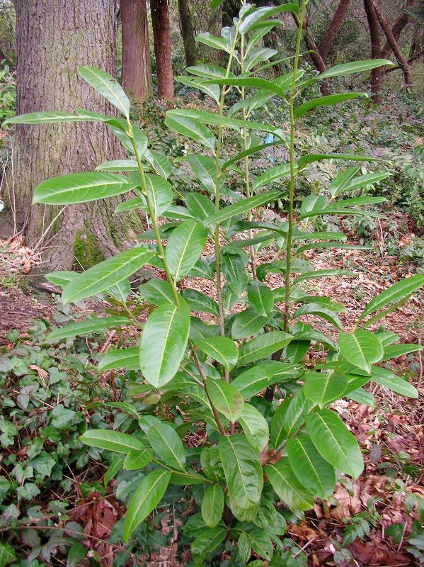 English laurel - Prunus laurocerasus - young plant in woods