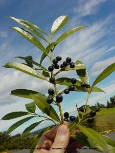 English laurel - Prunus laurocerasus - fruit - click for larger image