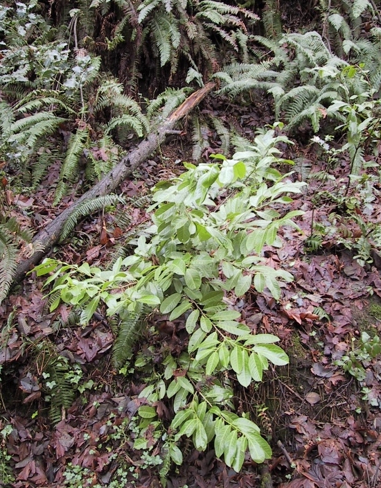 Small English laurel plan - Prunus laurocerasus