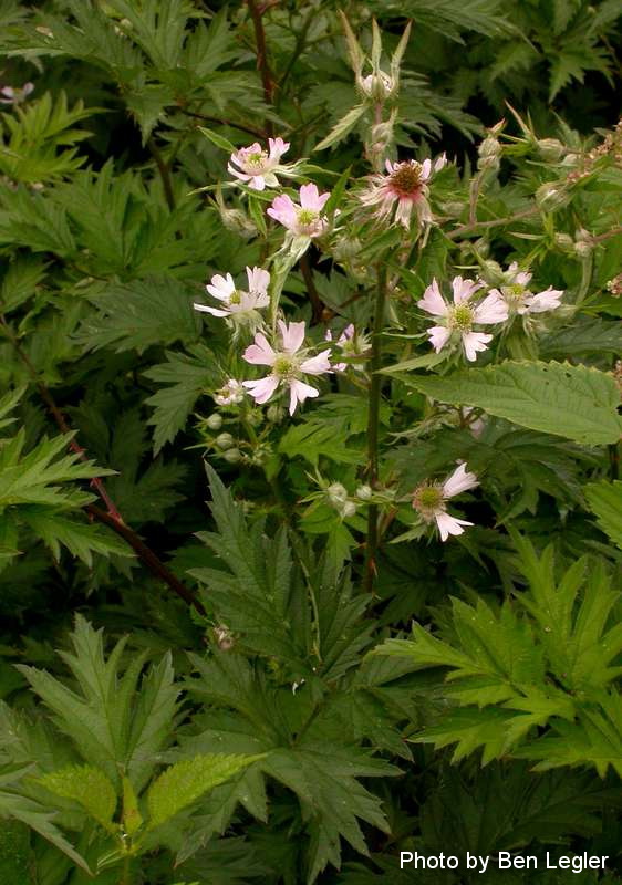 Rubus-laciniatus-plant-flowers-BLegler