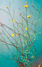 rush skeletonweed plant