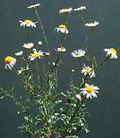 oxeye daisy plant
