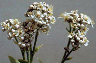 perennial pepperweed flowers