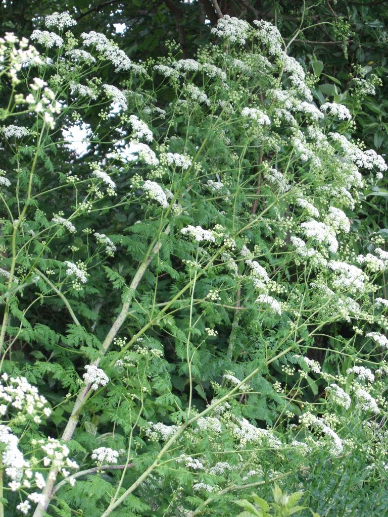 Image of Hemlock weed plant