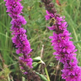 la arroyuella - purple loosestrife