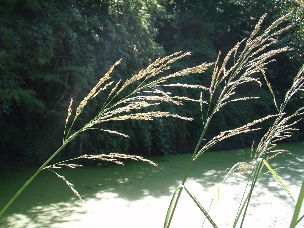 Reed sweetgrass (Glyceria maxima) flowerheads