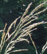 Reed sweetgrass (Glyceria maxima) flowering stems closeup - click for larger image