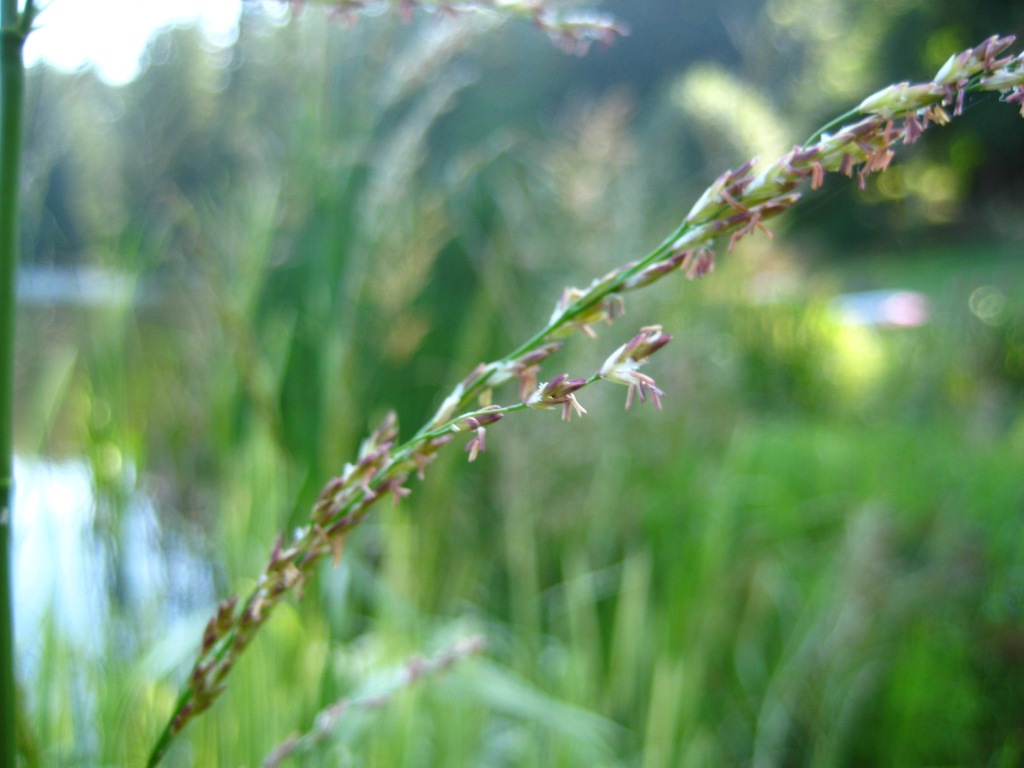 Reed sweetgrass (Glyceria maxima) flowers closeup