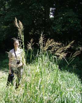 Reed sweetgrass (Glyceria maxima) - click for larger image