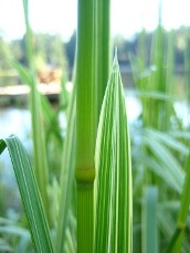 Variegated reed sweetgrass (Glyceria maxima) leaf closeup - click for larger image