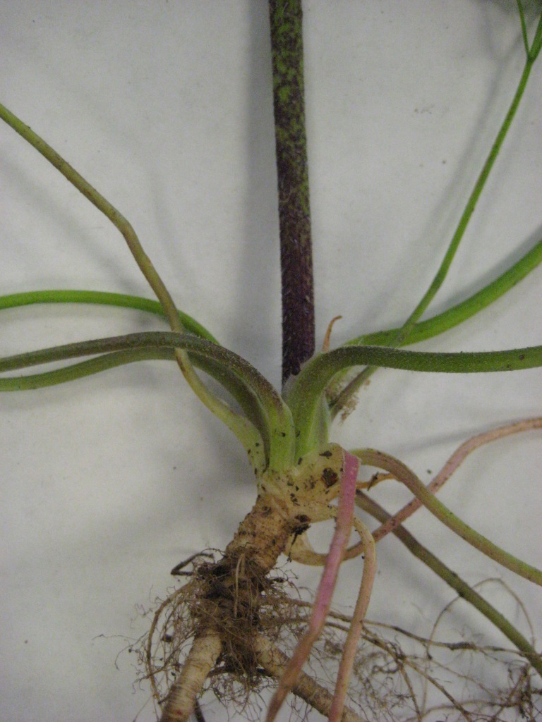 rough-chervil-chaerophyllum-temulum-lower-stem-and-root-May2011-SHS