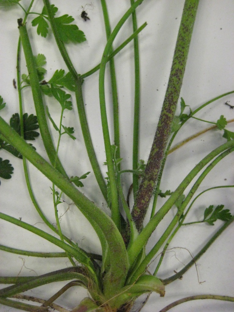 rough-chervil-chaerophyllum-temulum-lower-stems-May2011-SHS