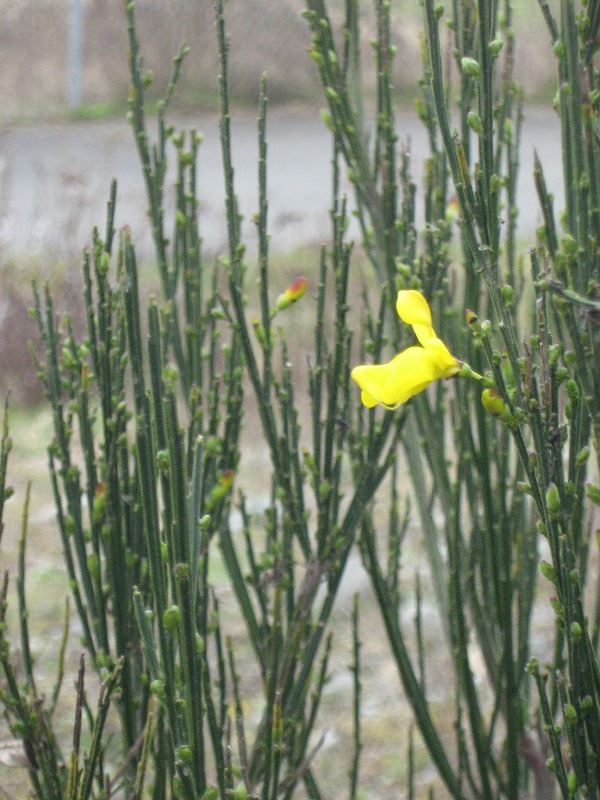 Scotch broom in March with buds