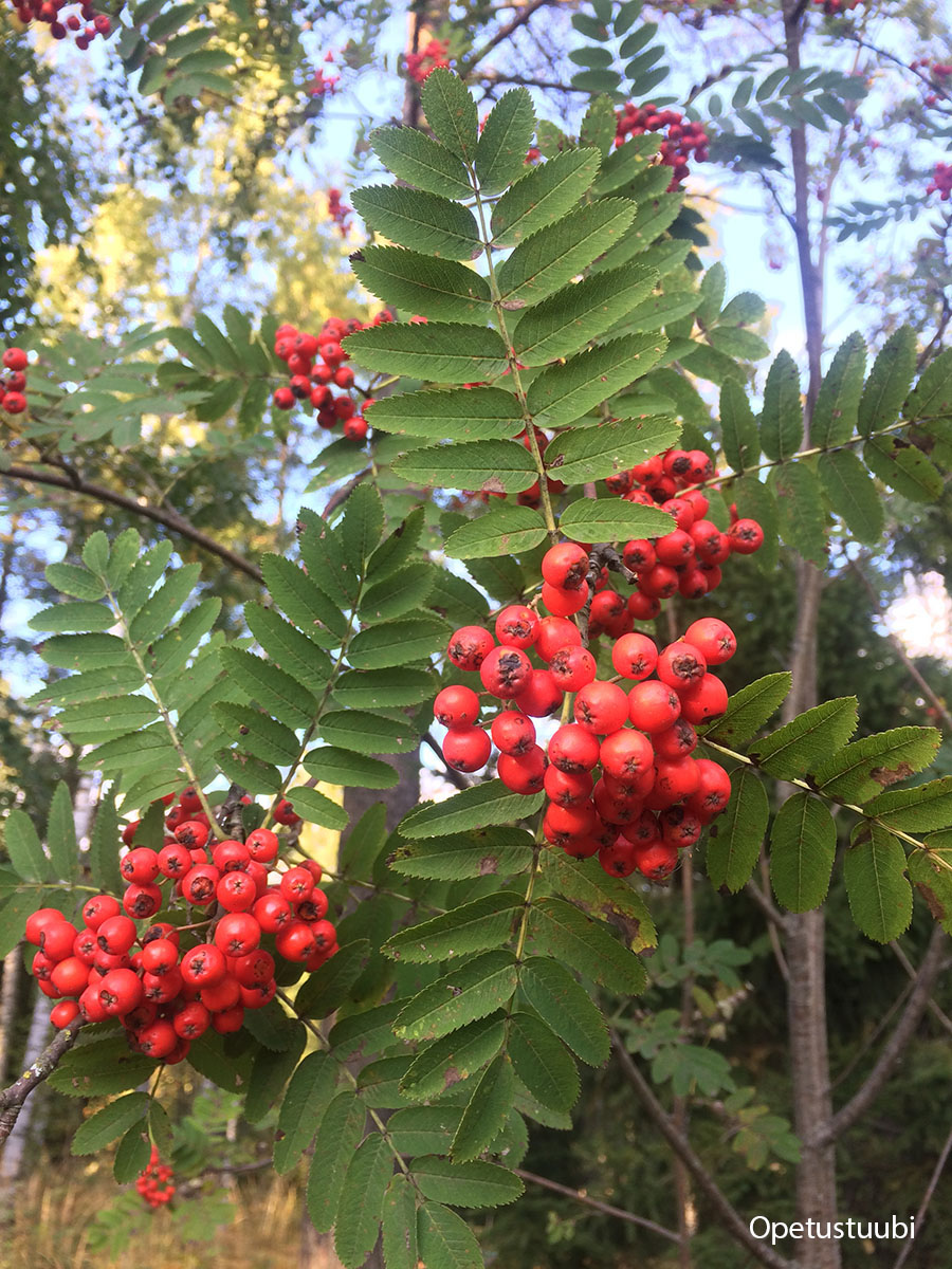 European Mountain Ash Identification And Control Sorbus Aucuparia King County