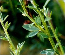Scotch broom stems and leaves - click for larger image