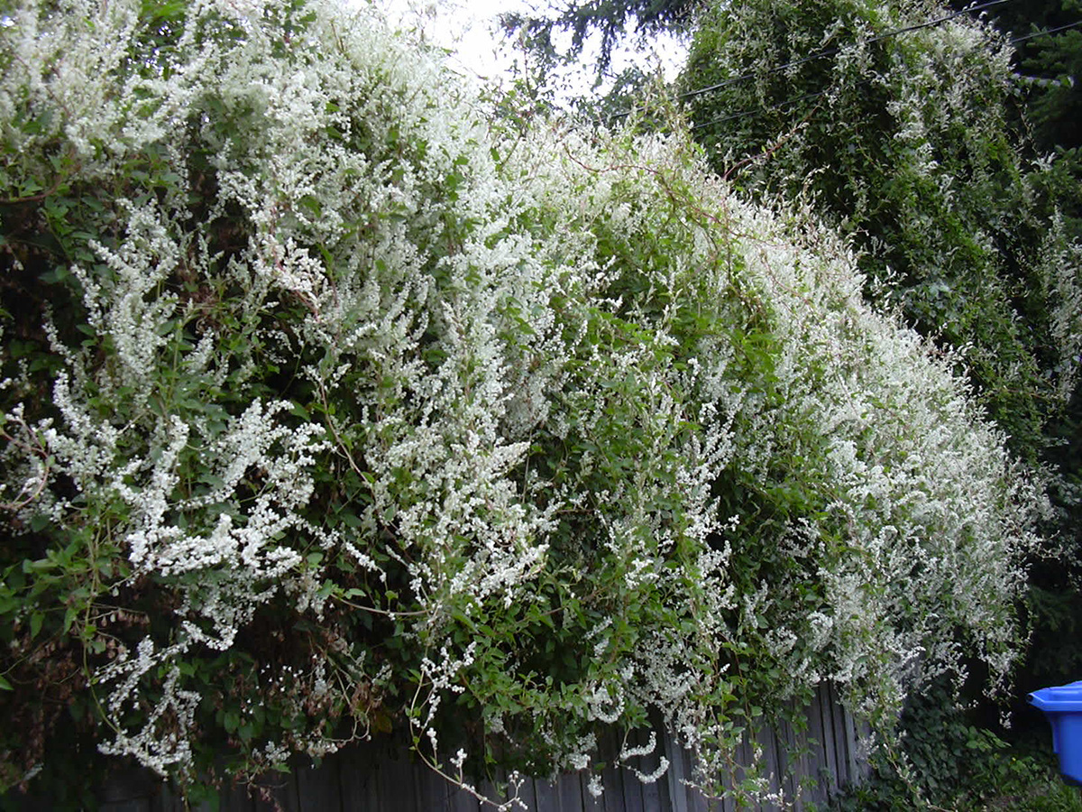 Silver lace vine plant