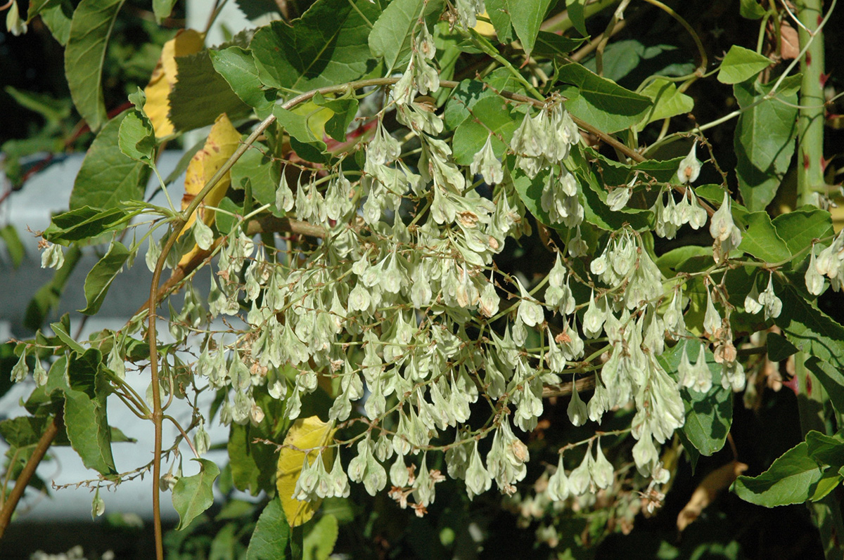 Silver lace vine with green seeds