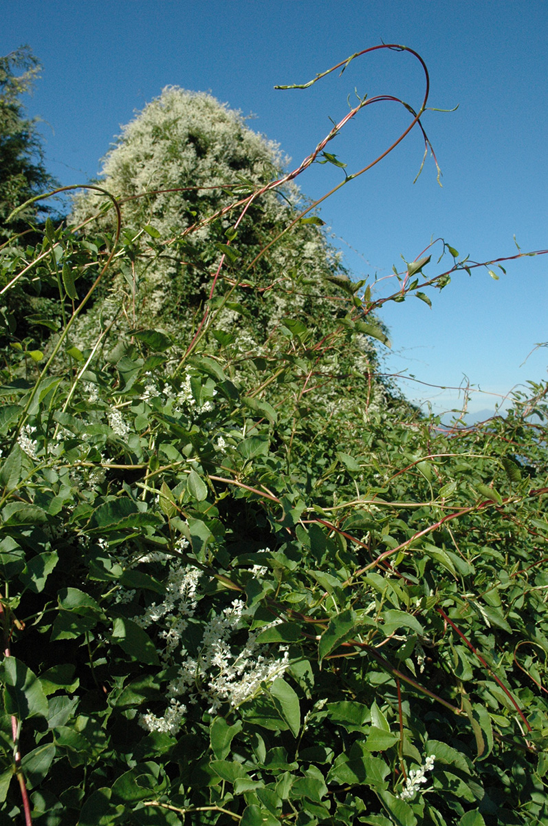 Silver lace vine identification and control: Fallopia baldschuanica