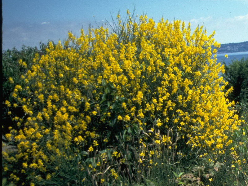 spanish_broom_flowering_plant.ashx?la=en