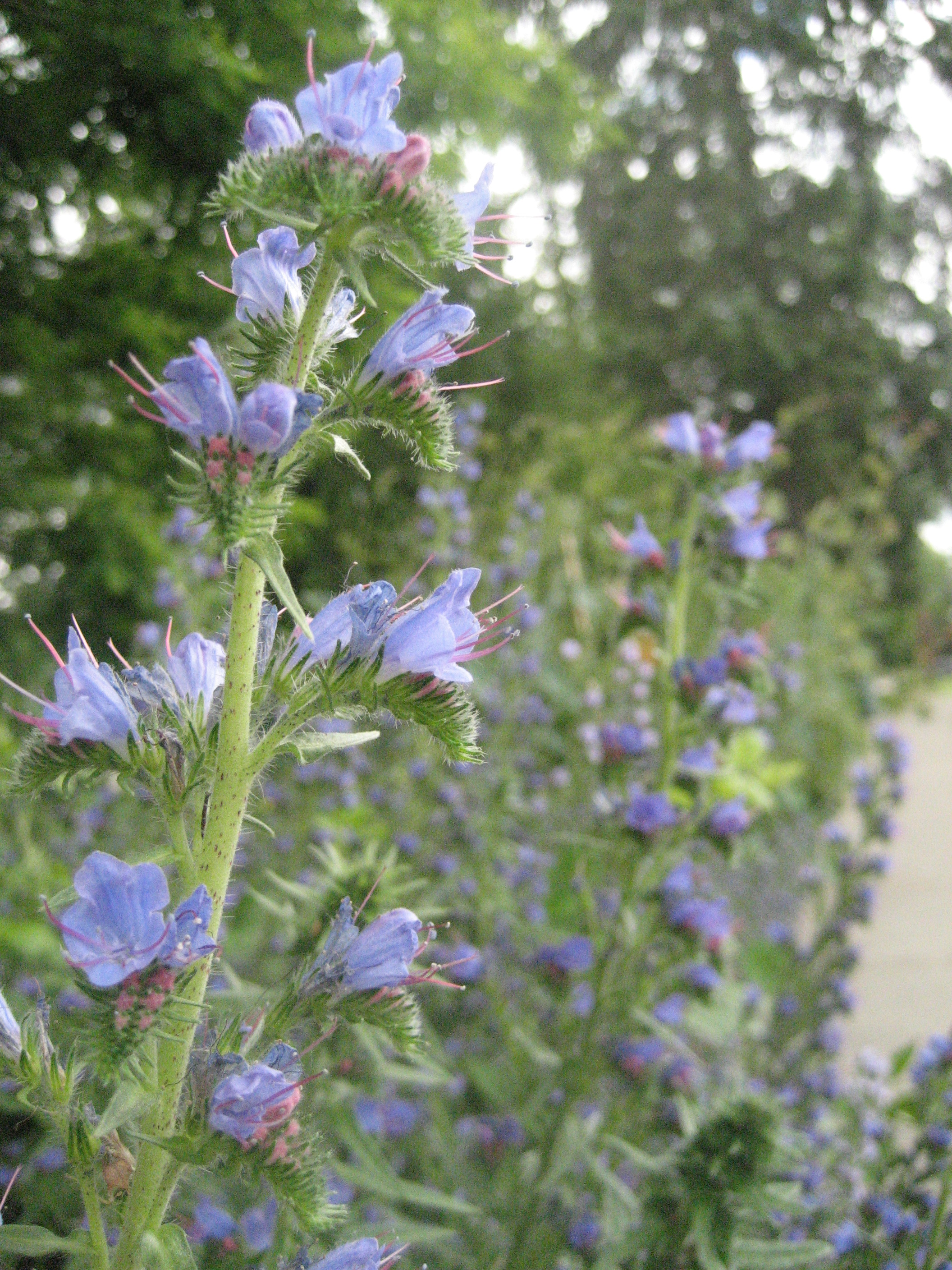 Viper's bugloss (or blueweed) identification and control: Echium