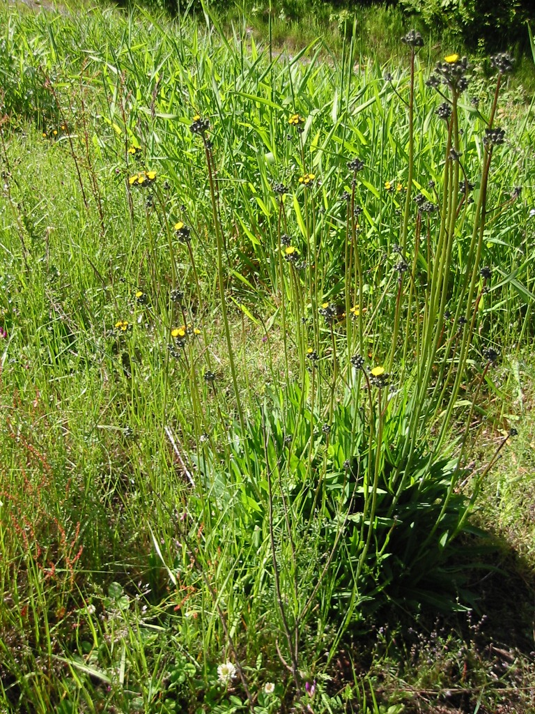 tall hawkweed - Hieracium piloselloides