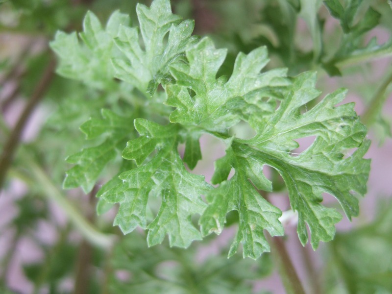 Tansy ragwort leaf closeup