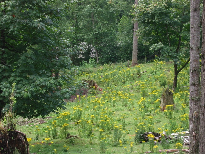 Tansy ragwort in a woodland