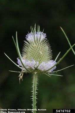 Teasel - Dipsacus fullonum - flower head - click for larger image