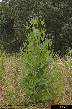 Teasel Dipsacus fullonum - full plant - click for larger image