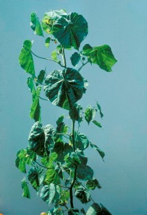 Velvetleaf plant - click for larger image