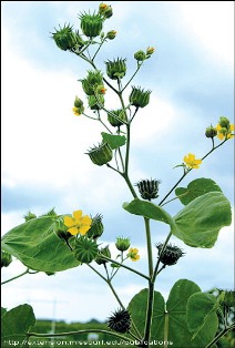 Velvetleaf plant flowering - click for larger image