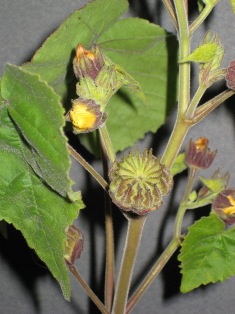 Velvetleaf fruit pods and flower buds - click for larger image