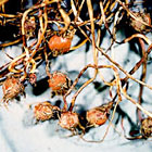 Yellow nutsedge seed heads