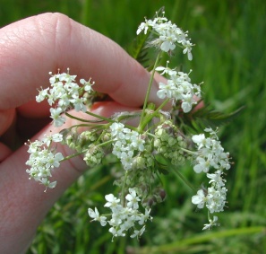 wild chervil flowers - click for larger image