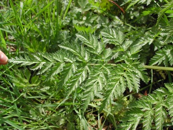 wild chervil leaf - click for larger image