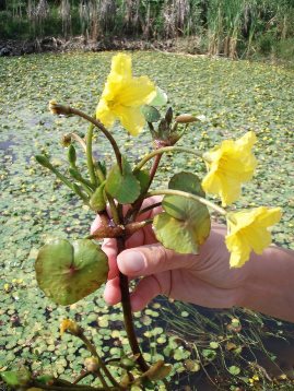 yellow floating heart nymphoides peltata flowers - click for larger image