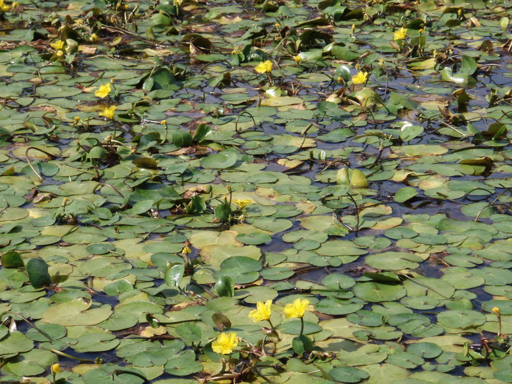 Yellow floating heart identification and control: Nymphoides peltata ...