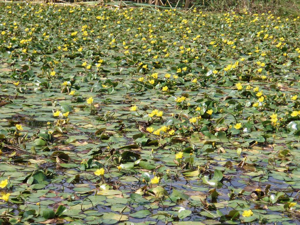 yellow floating heart - Nymphoides peltata plants in pond 2 thumb