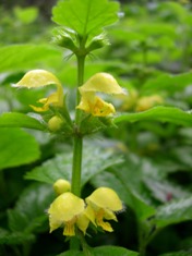 Yellow archangel flowers - click for larger image