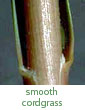 smooth cordgrass