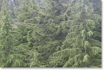 Northwest forest - cedar, Douglas fir, hemlock and spruce